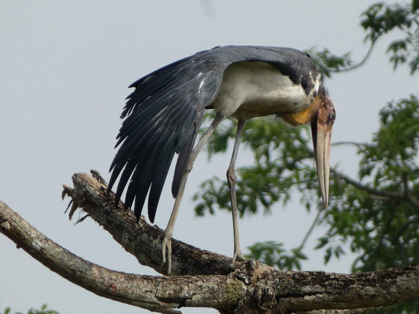 Marabout in Bardiya national park