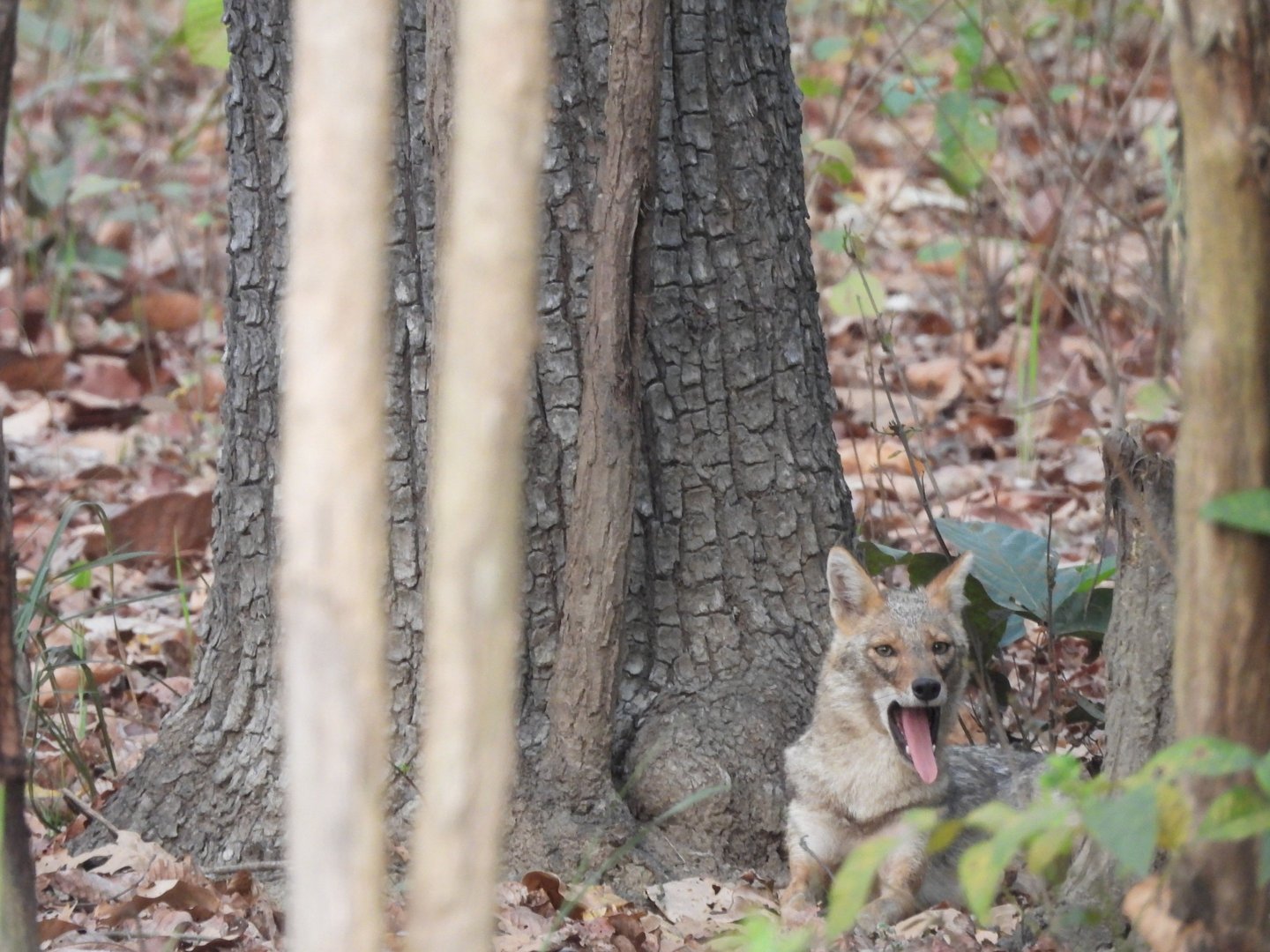 Jackal in Bardia National Park