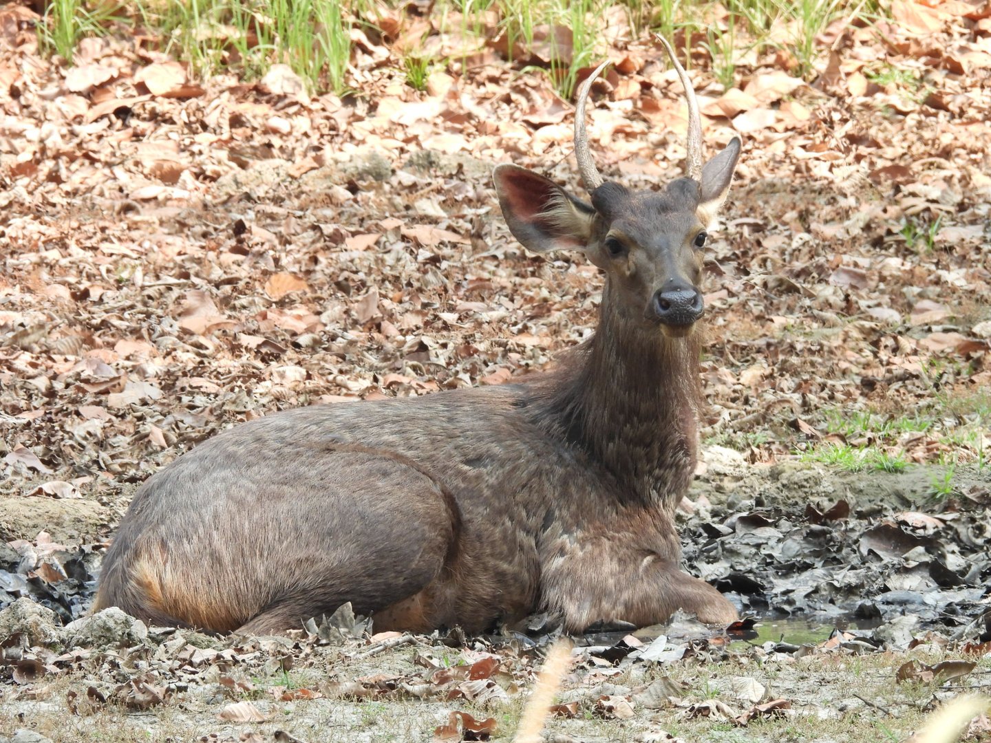 sambar deer in bardiya national park
