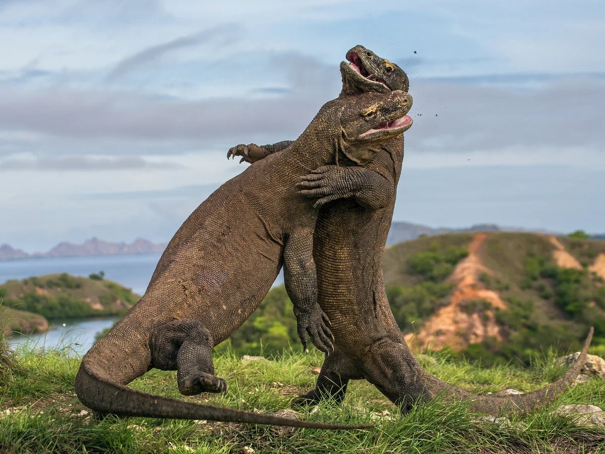 one day tour komodo