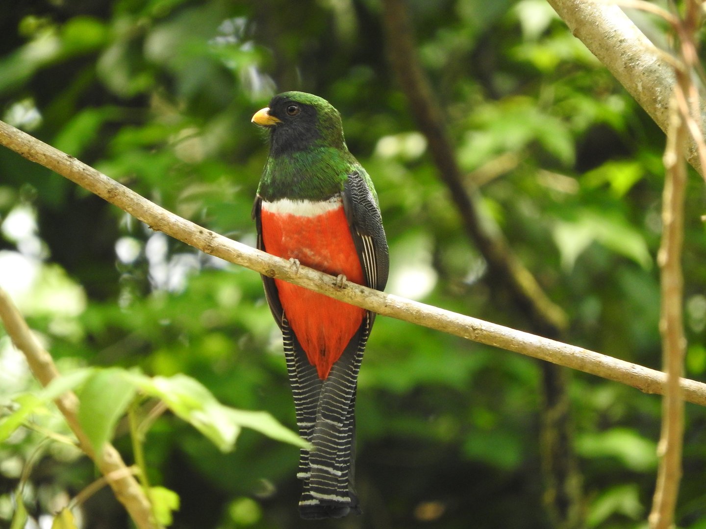 Male Collared Trogon with vivid red belly and green back perched in Chiapas rainforest