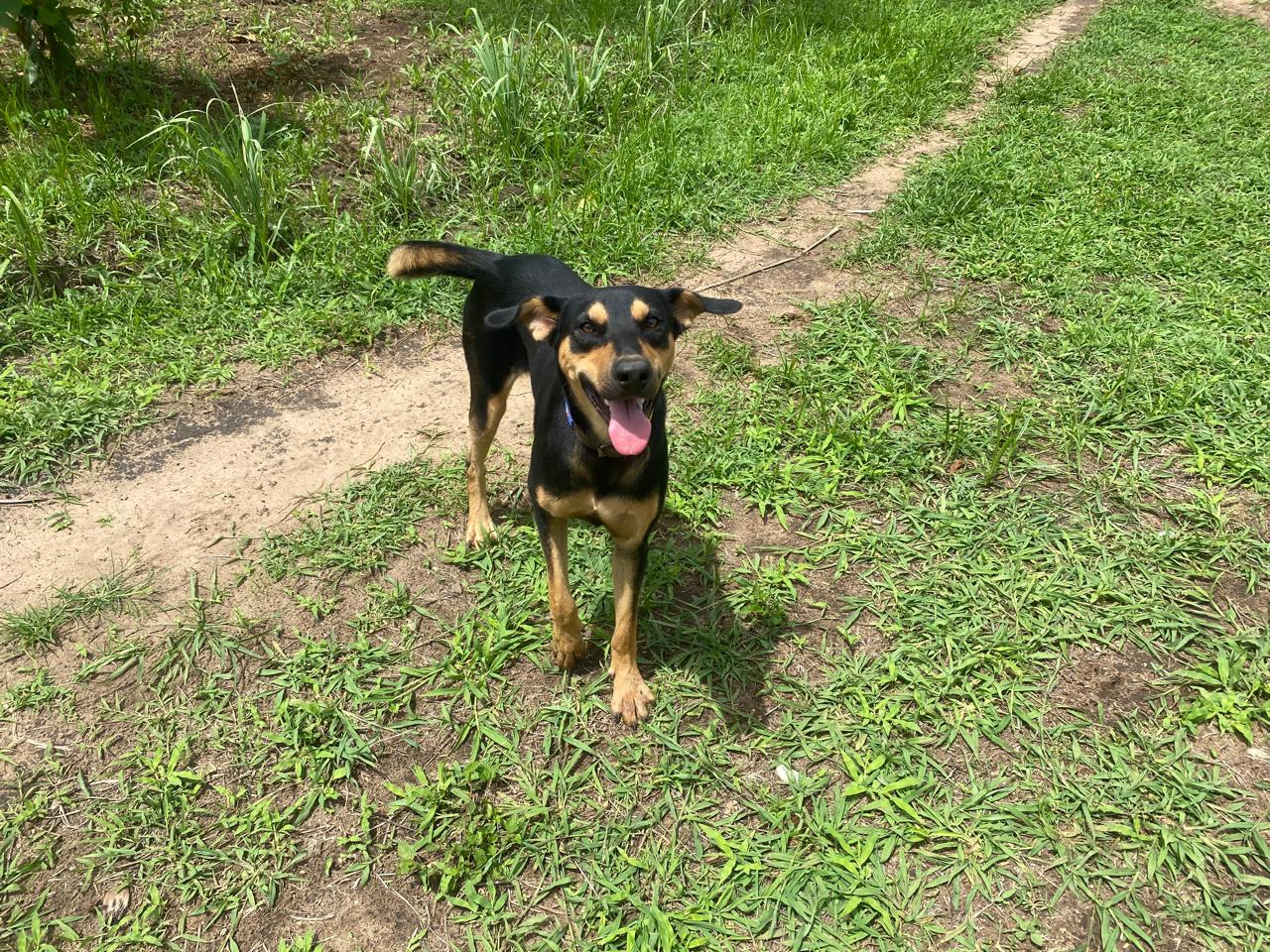 Tommy from Animal Aid Kenya