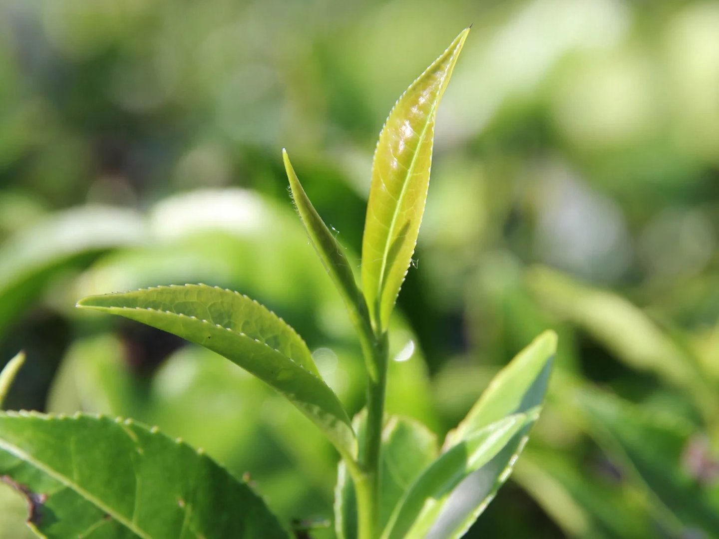 camellia sinensis