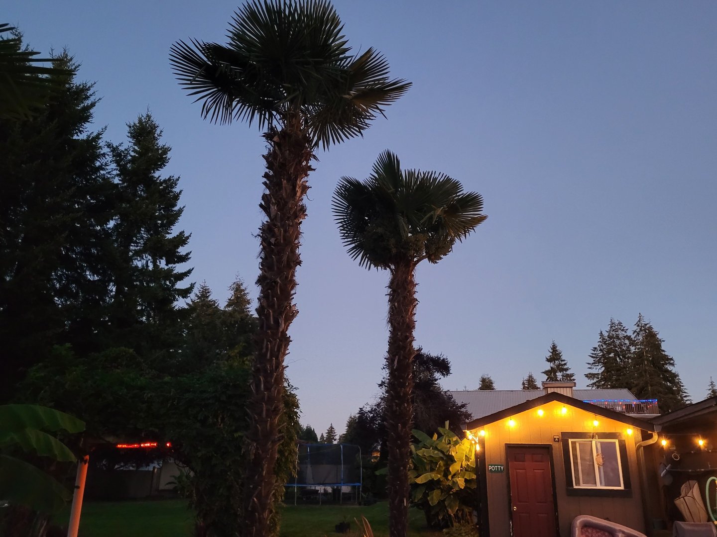 Adult Windmill Palms