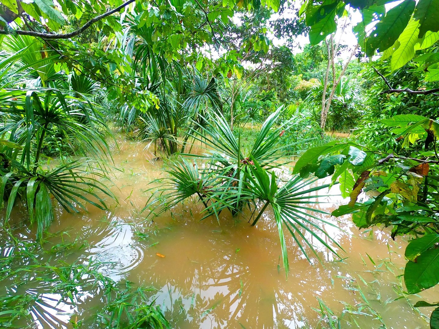 Mauritia flexuosa next to flooded creek