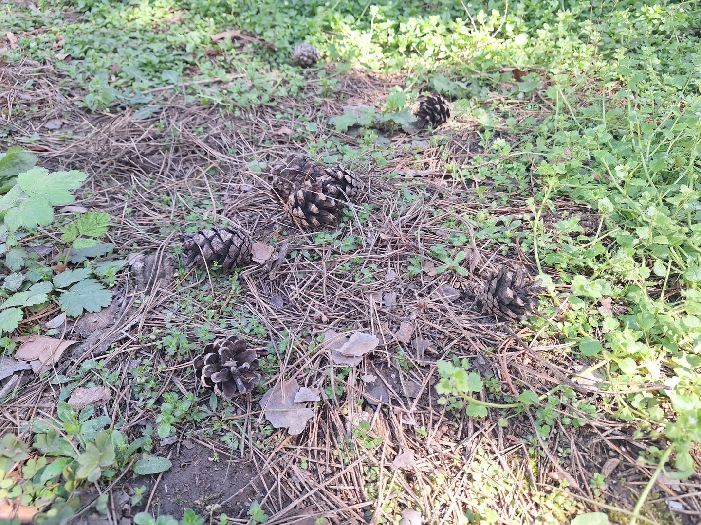 a garden surface with pine needles and cones