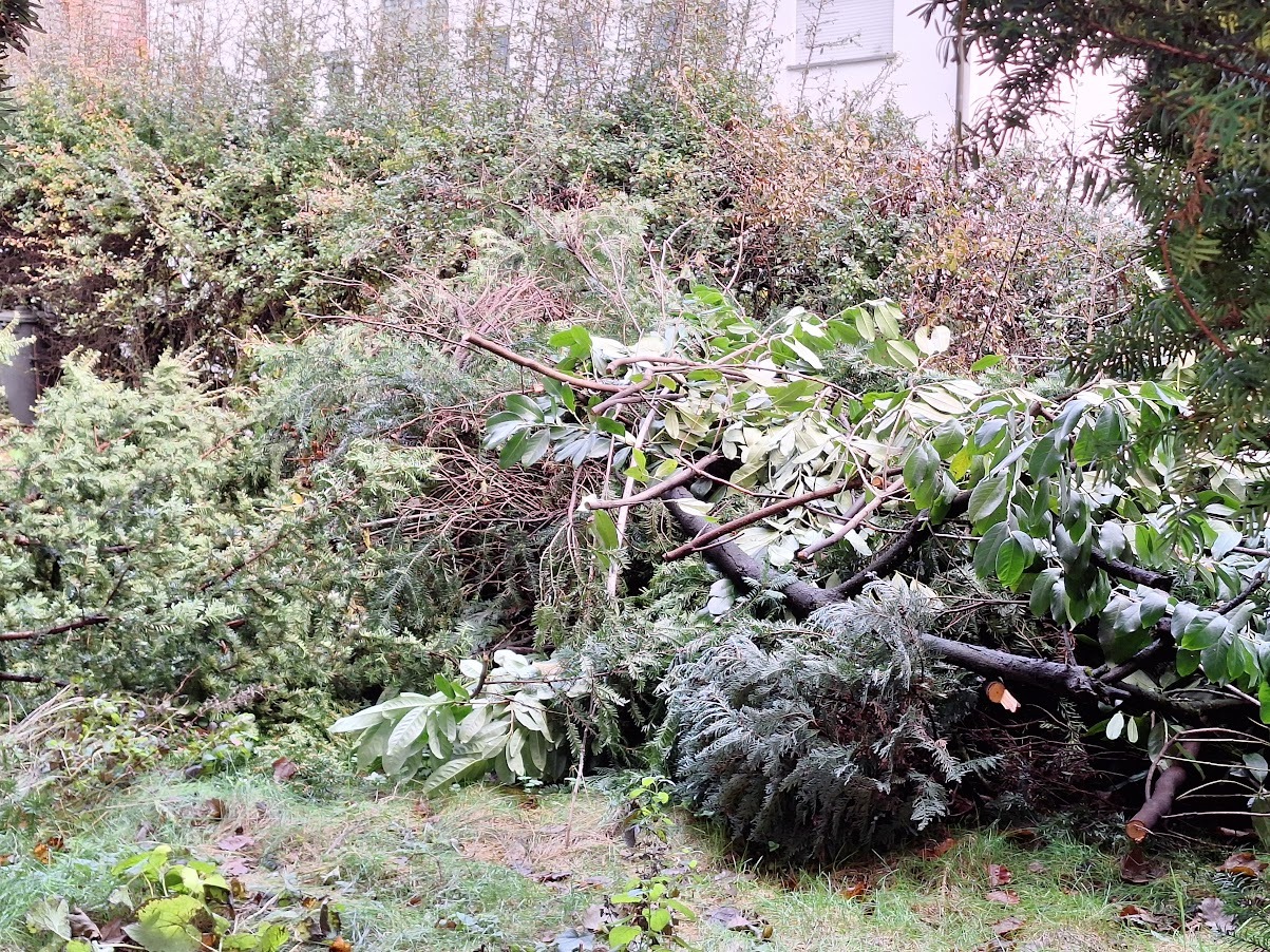 a bunch of great composting ingredients