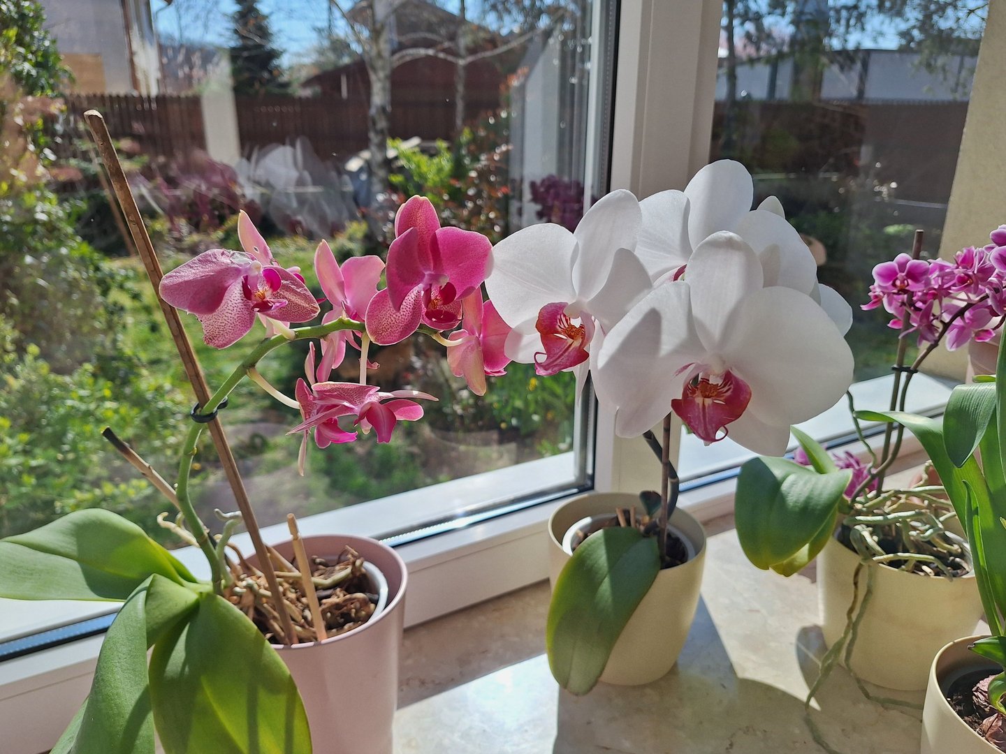 multiple colorful flowering Orchids
