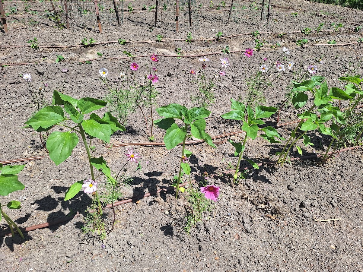 a lot of plants with compost in the soil