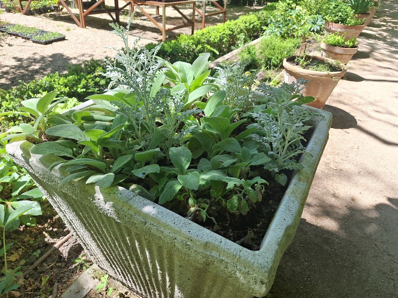 multiple plants and herbs planted together in a large pod