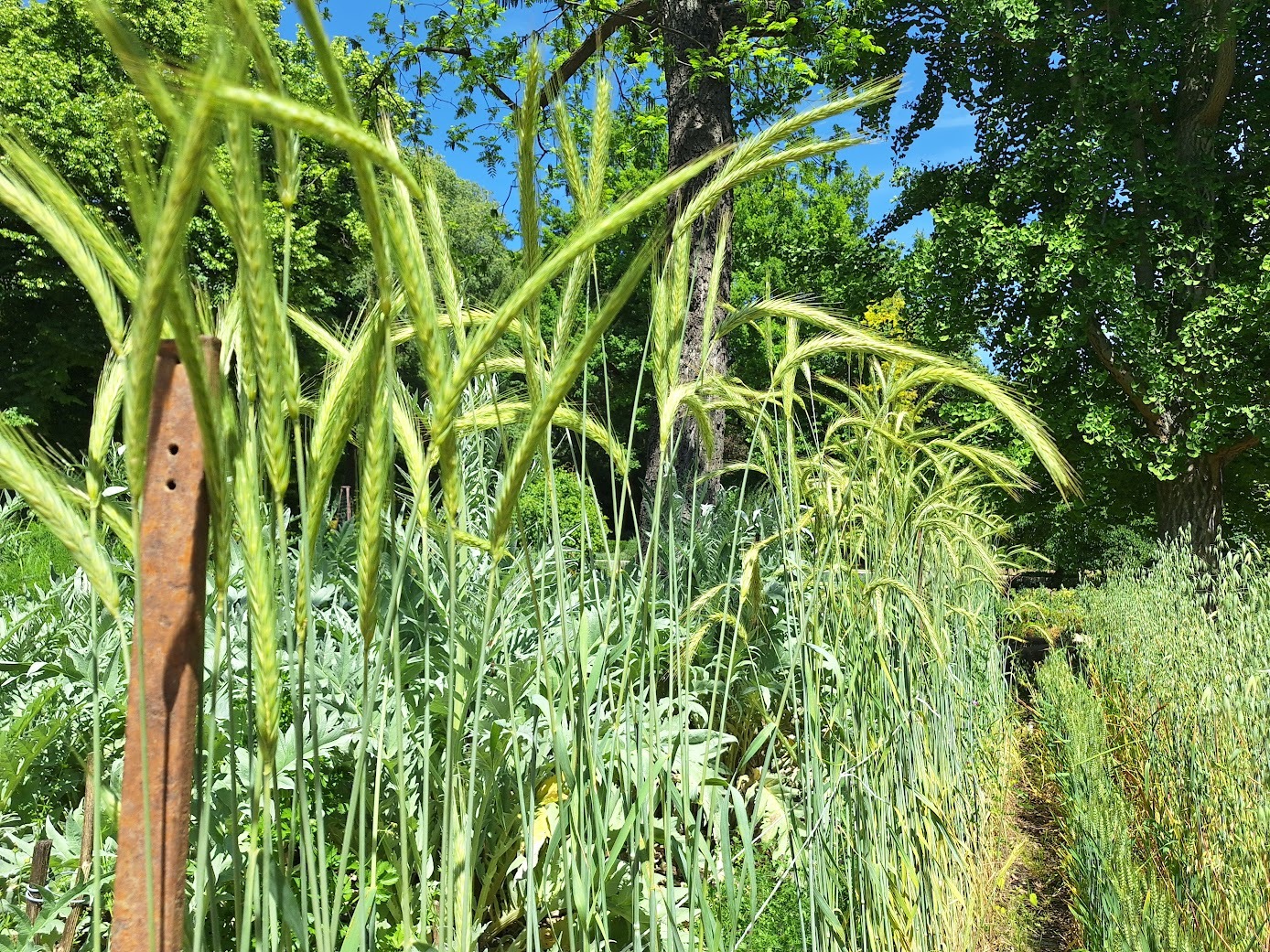 Corn planted together with other plants
