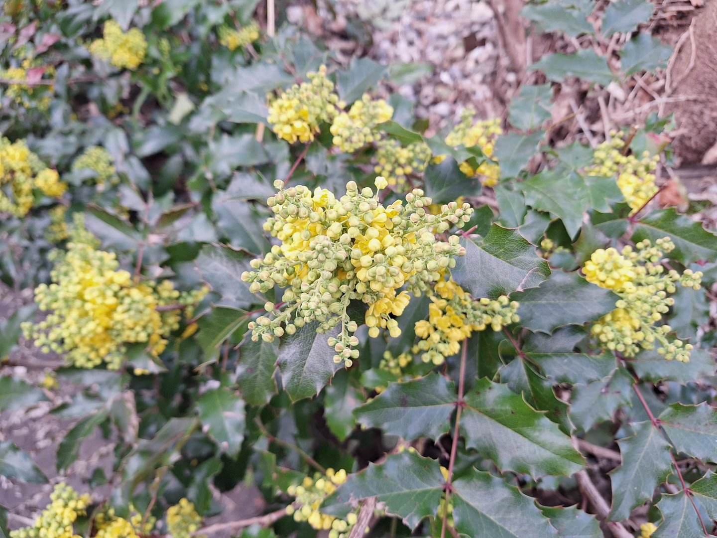a flowering Leatherleaf Mahonia which is deer resistant