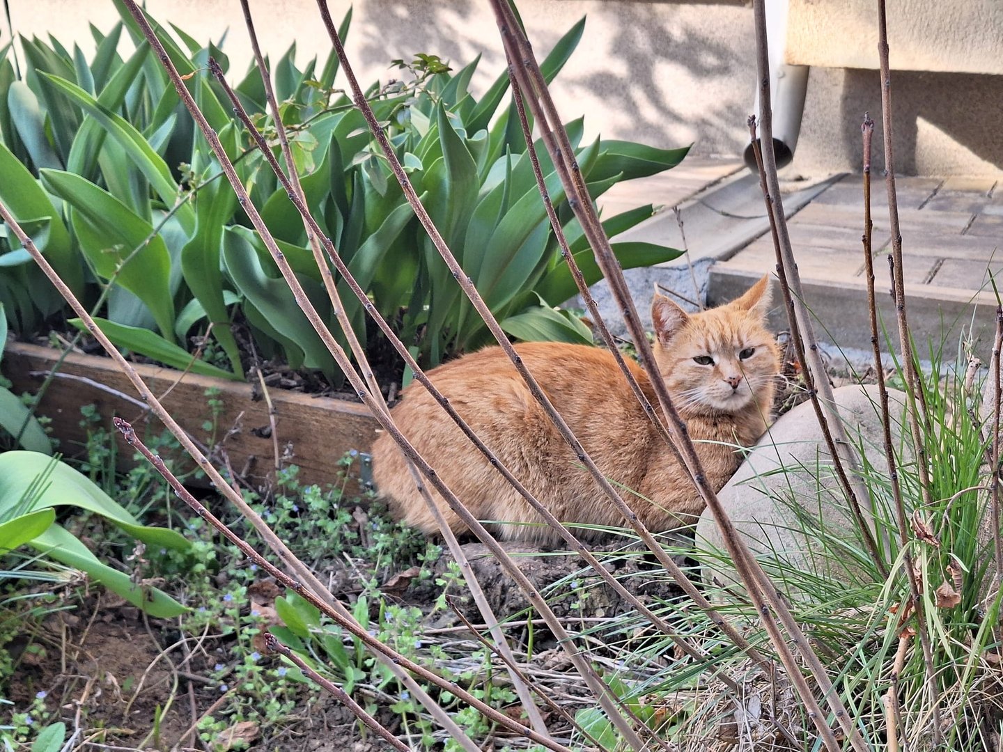 a yellow cat next to a garden bed with flowers