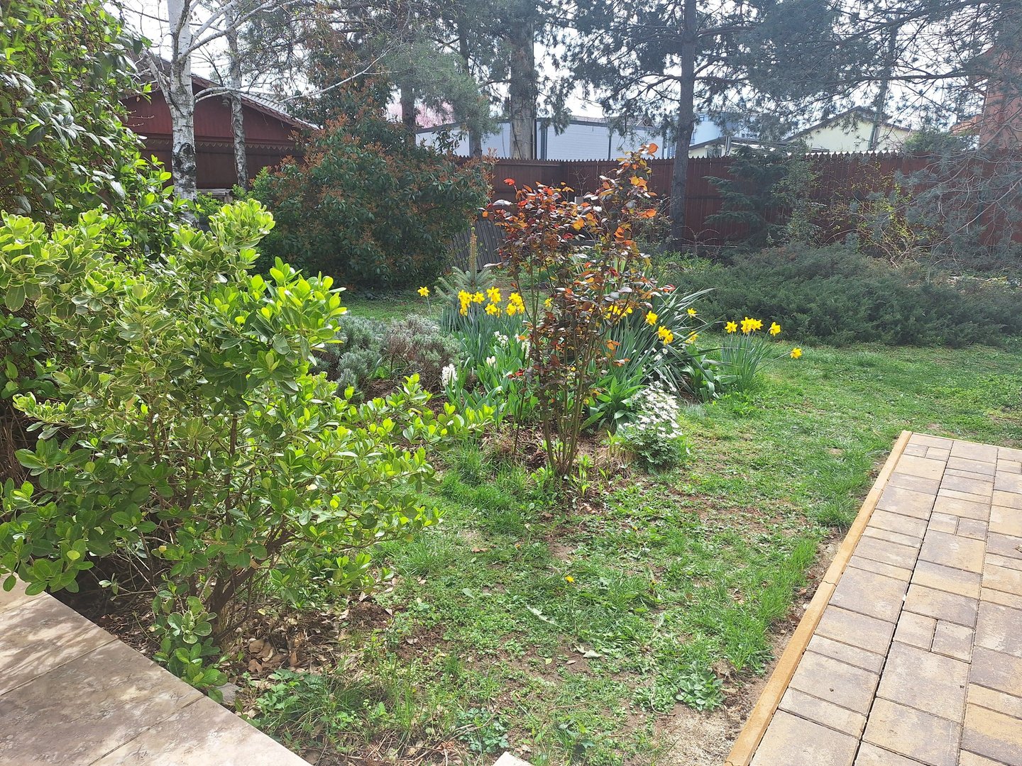 a bunch of flowers, bushes and perennials as companions in our garden