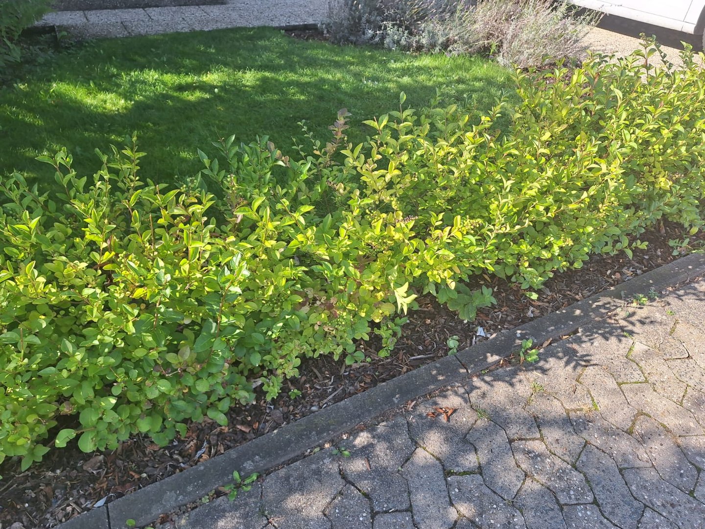 muiltiple green bushes growing in a hedge form