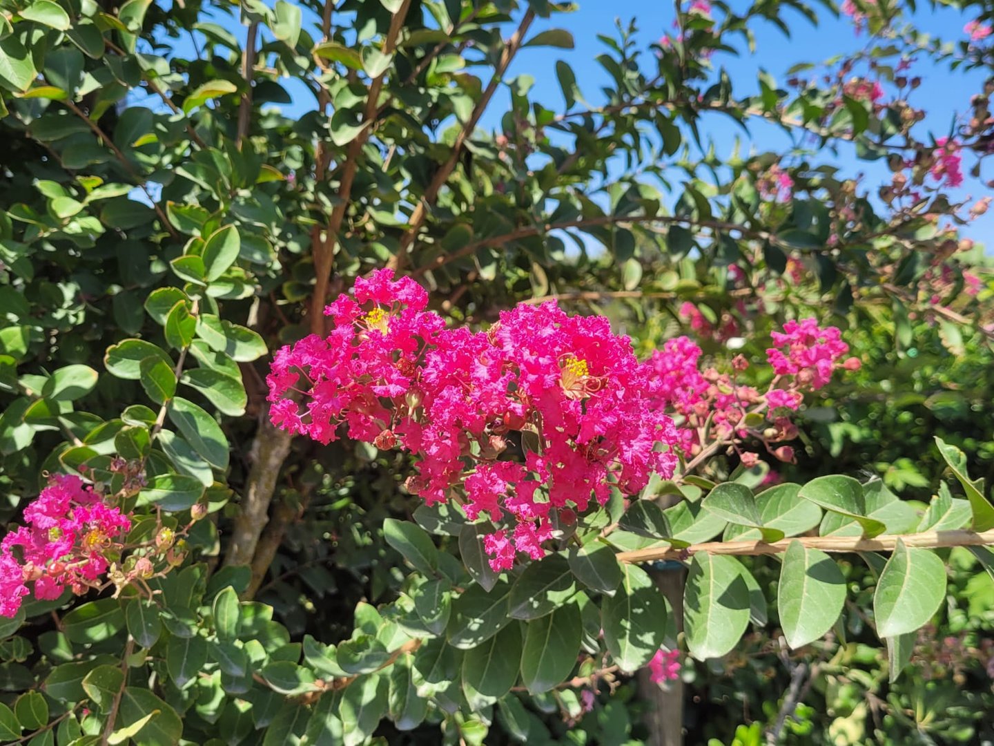 a bush with bright pink flowers in full sun