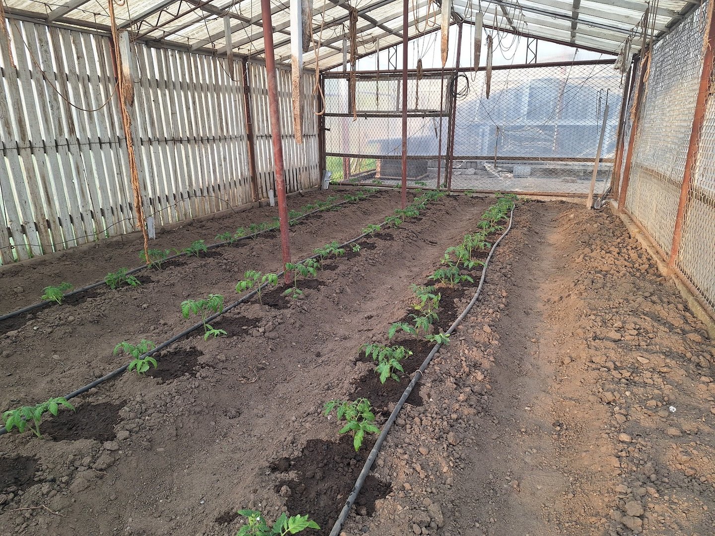 gardening in a greenhouse