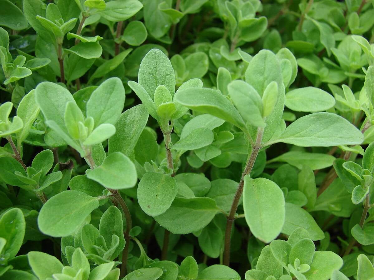 a lot of round green herb leaves