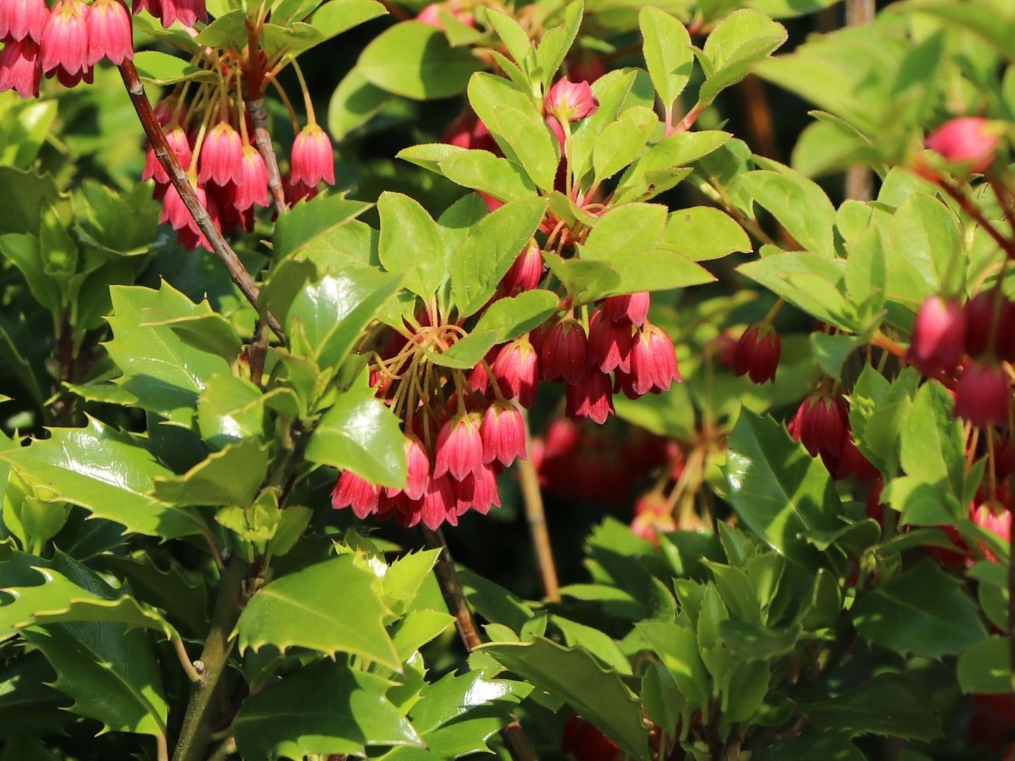 a bush with hanging red flowers in a sunny garden