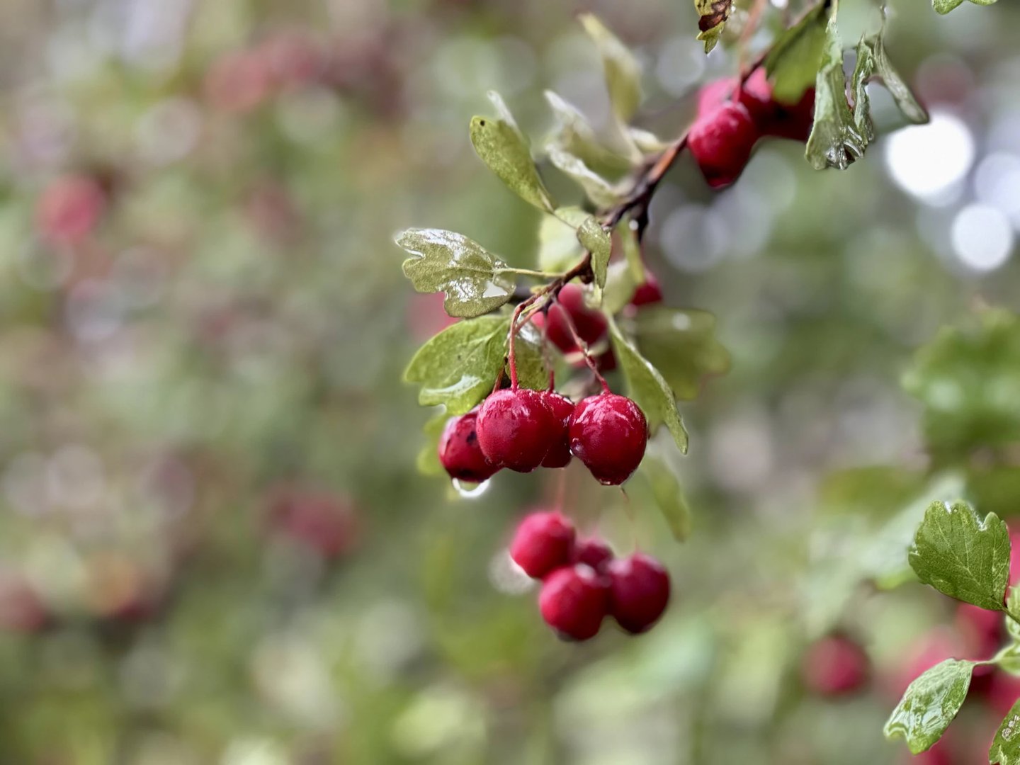 a leafy Crataegus bush  in shade with red berries
