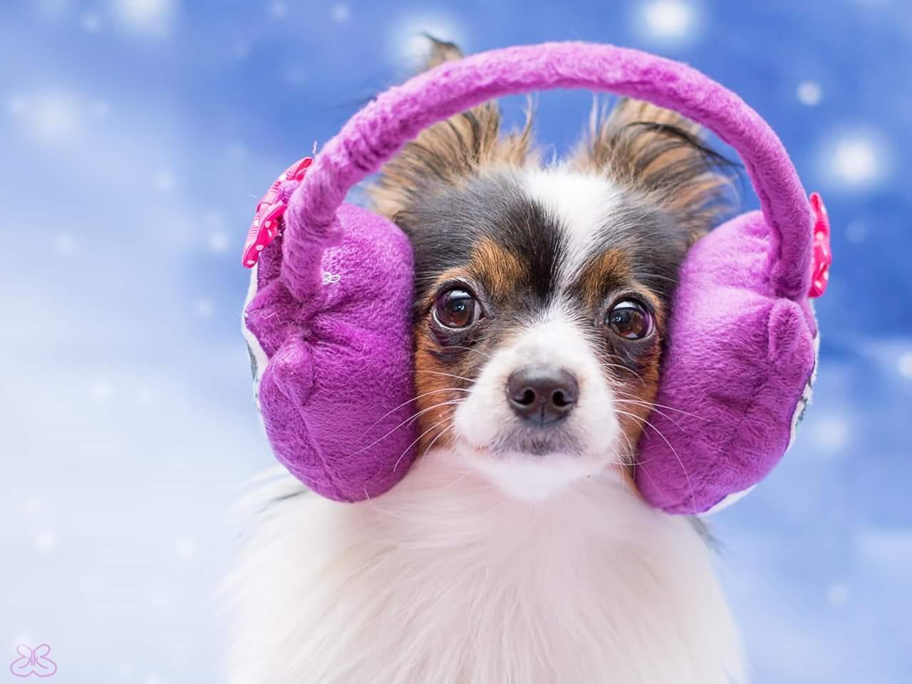 Individuelles Hundetraining: Borkheide, Beelitz, Treuenbrietzen, Michendorf, Werder, Kloster Lehnin