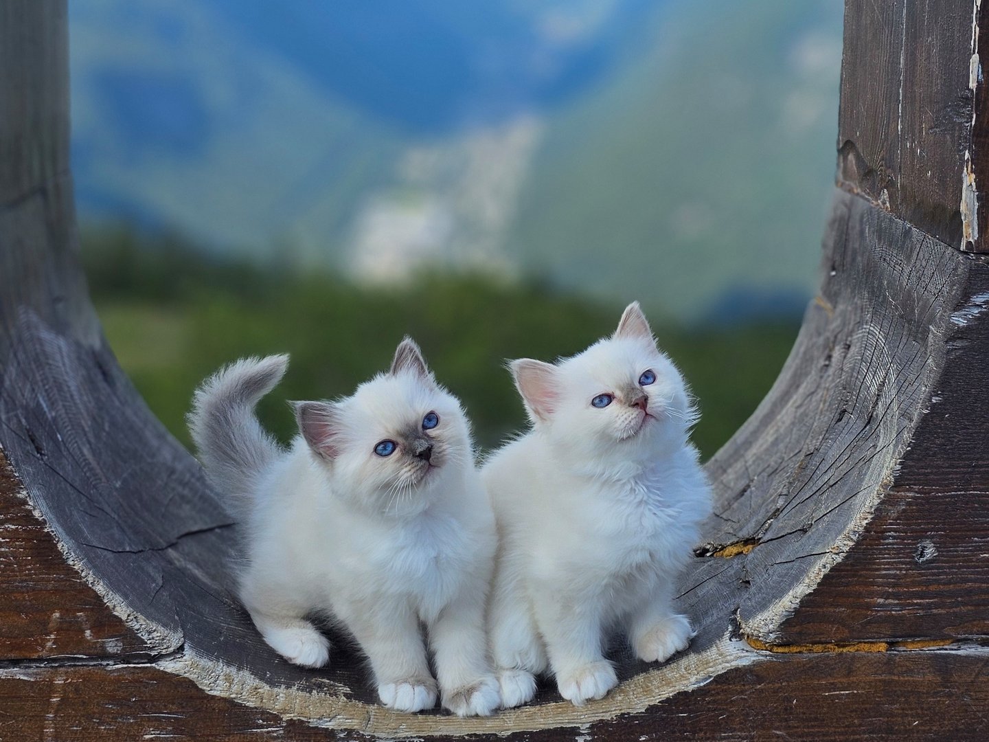 Hellig Birma kattunger på Gausta NO*Gaustatoppens Champagne Rose of May og Lavender Grace of May