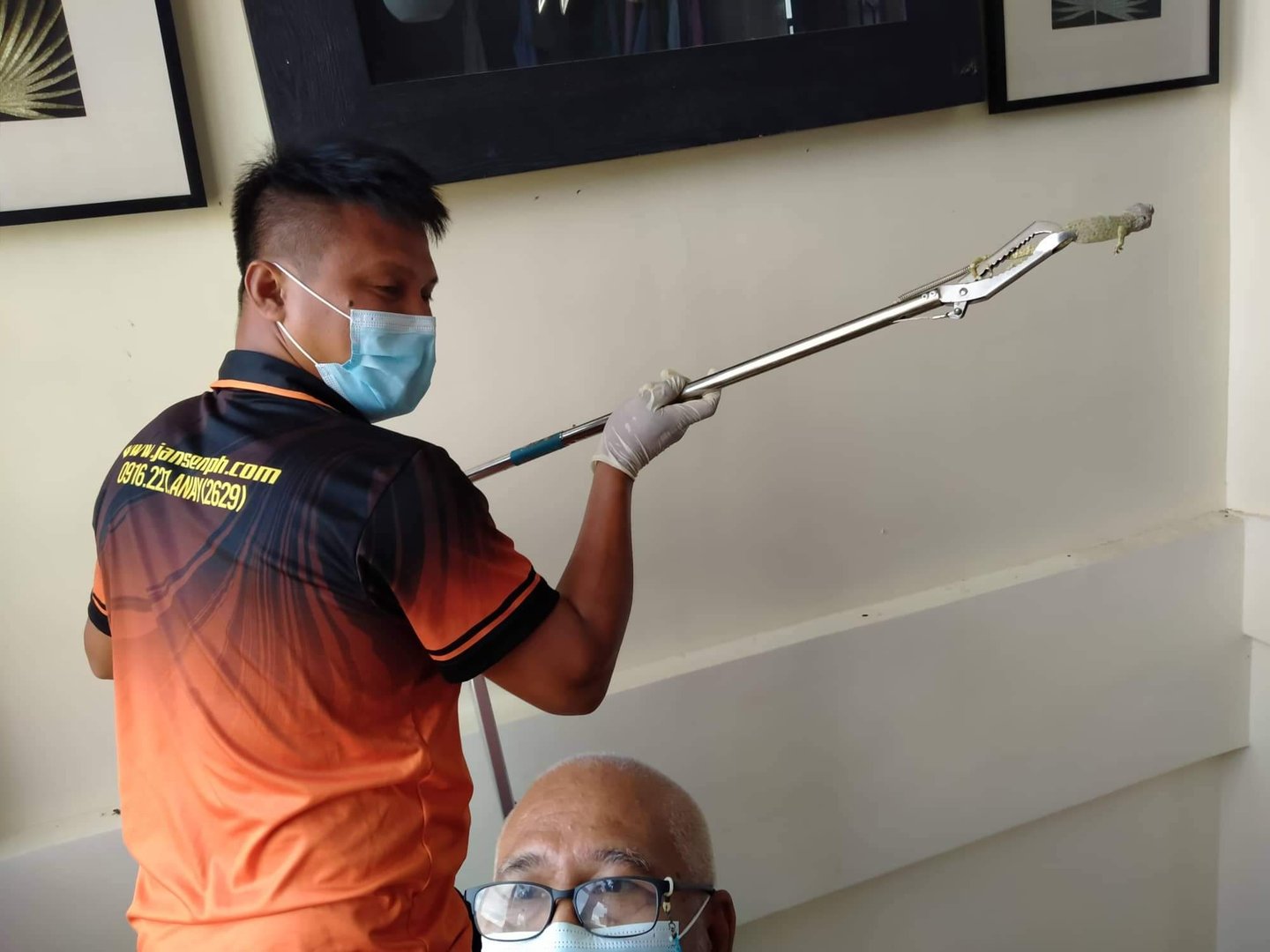 “Dumaguete pest control technician safely catching gecko inside a residence, using professional tool