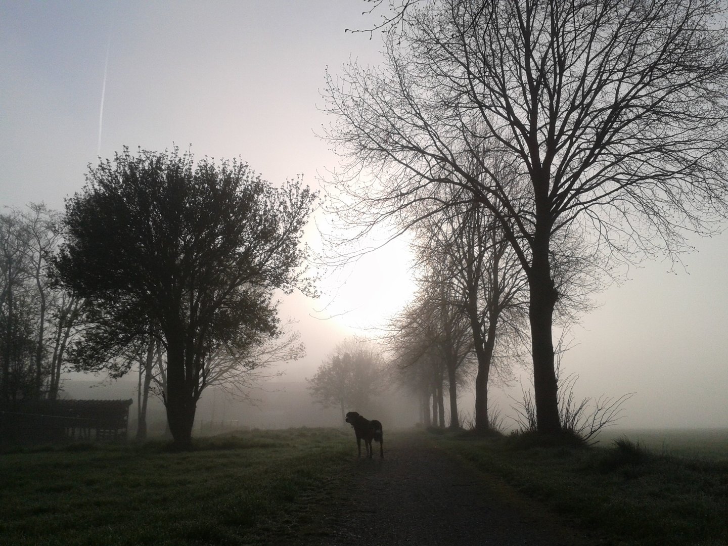 a dog standing in the middle of a field