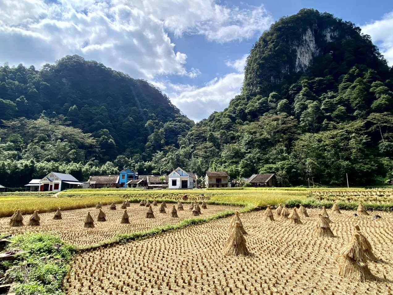 Rice field in North Vietnam in October