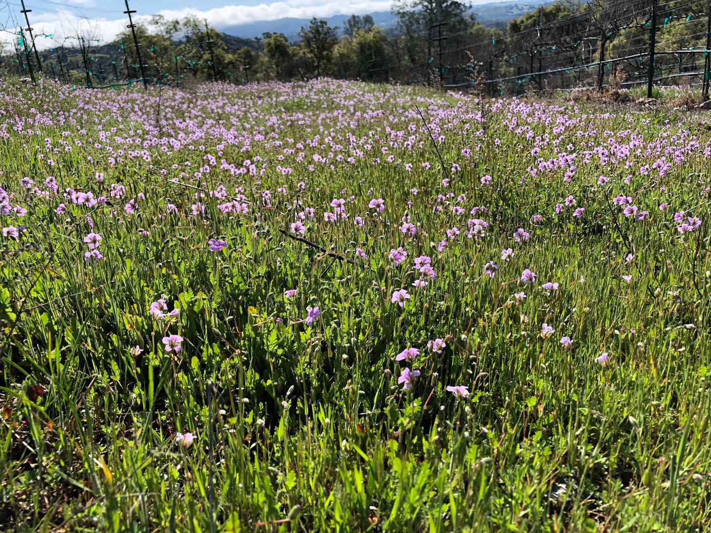 A field of pal purple flowers and green grass