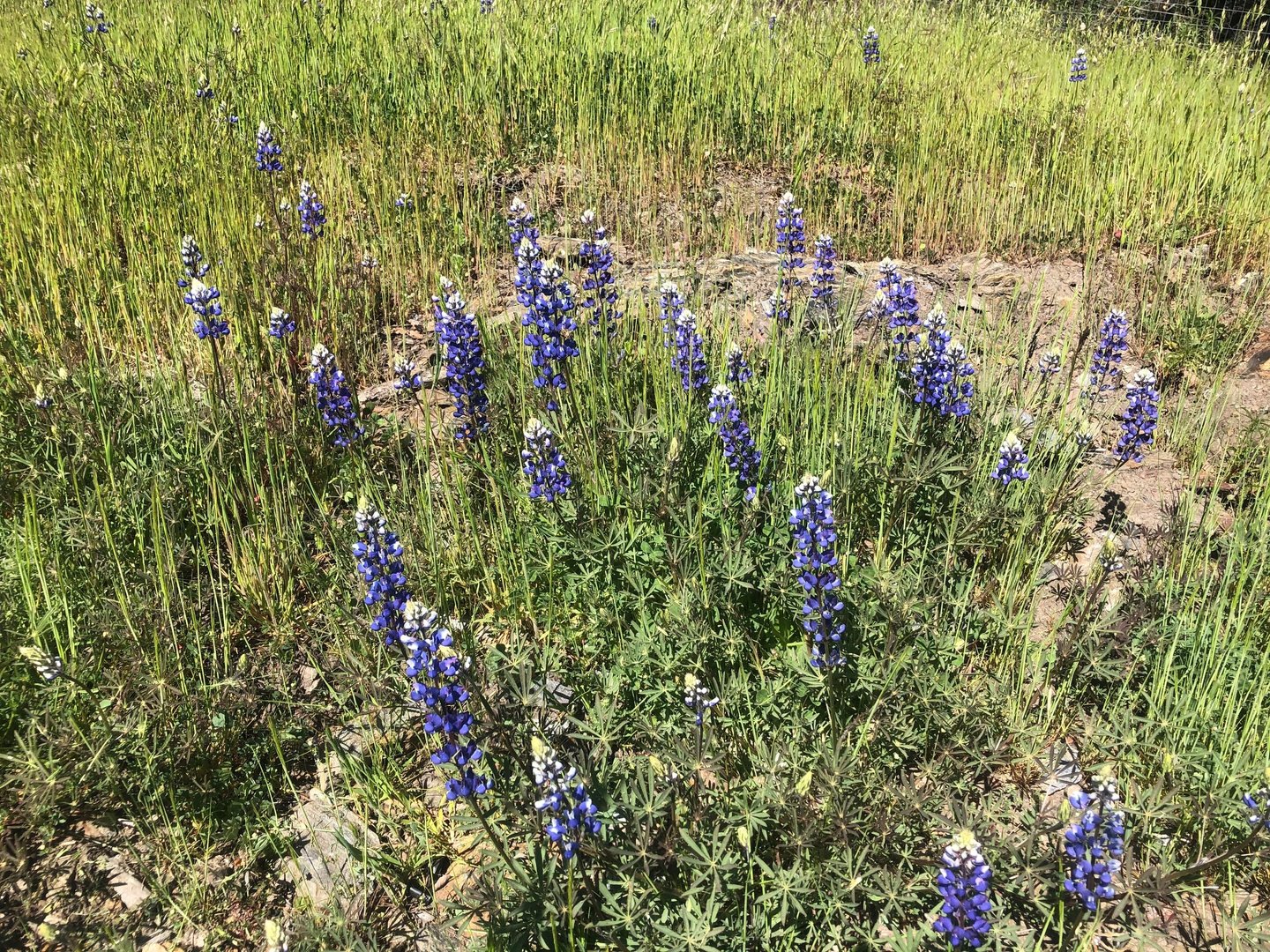 Purple and white flowers in a field of green grass