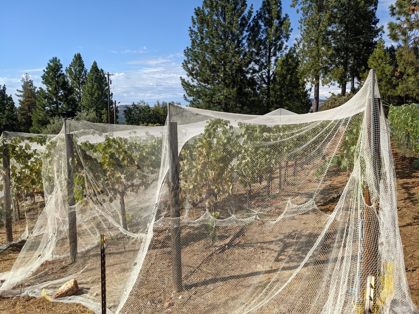 White nets cover grape vines