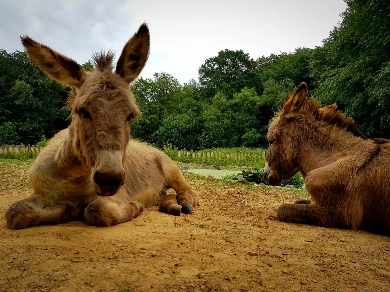 ezels aan het rusten