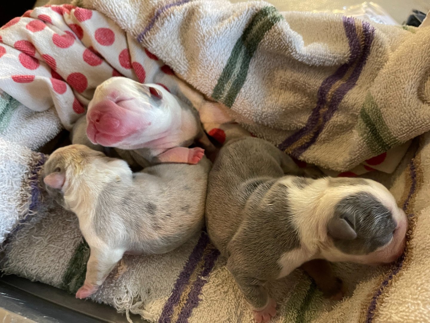 English Bulldog Puppies