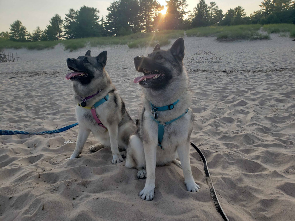 Norwegian Elkhounds on the beach at sunset