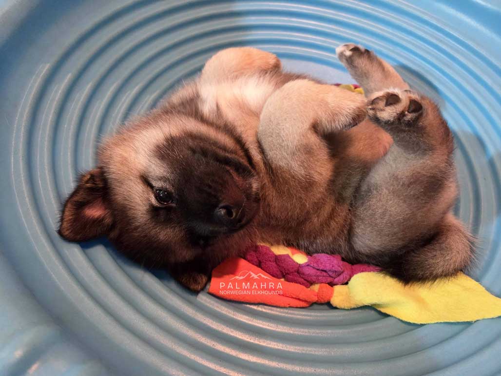 Norwegian Elkhound puppy