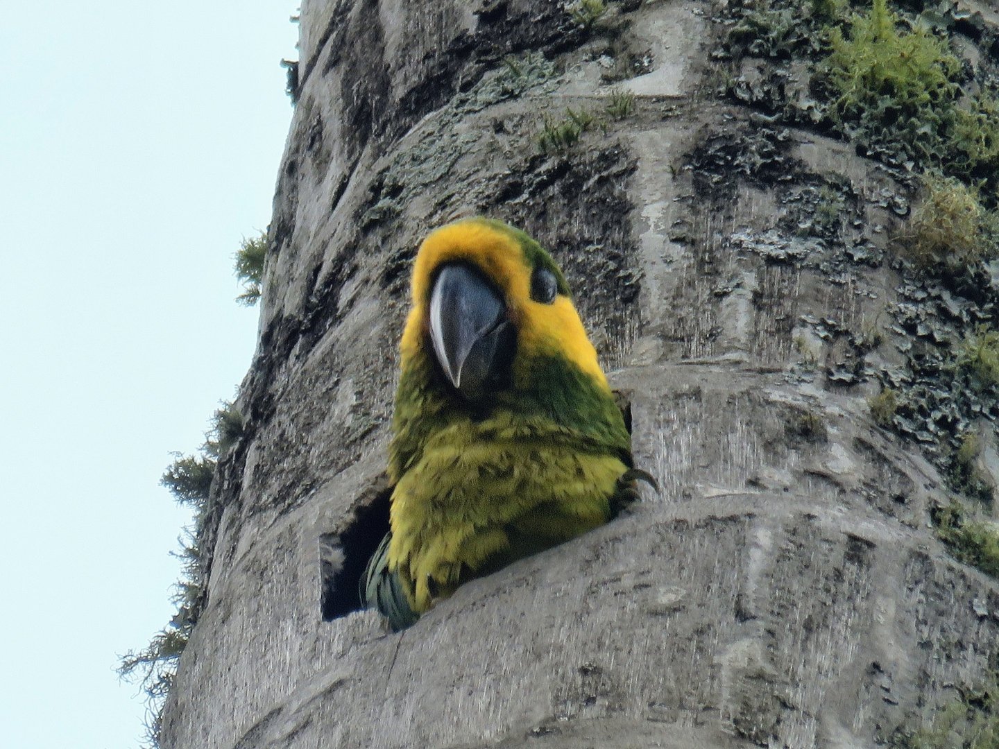 Paisajes y momentos reales de la Ruta Loros Orejiamarillo