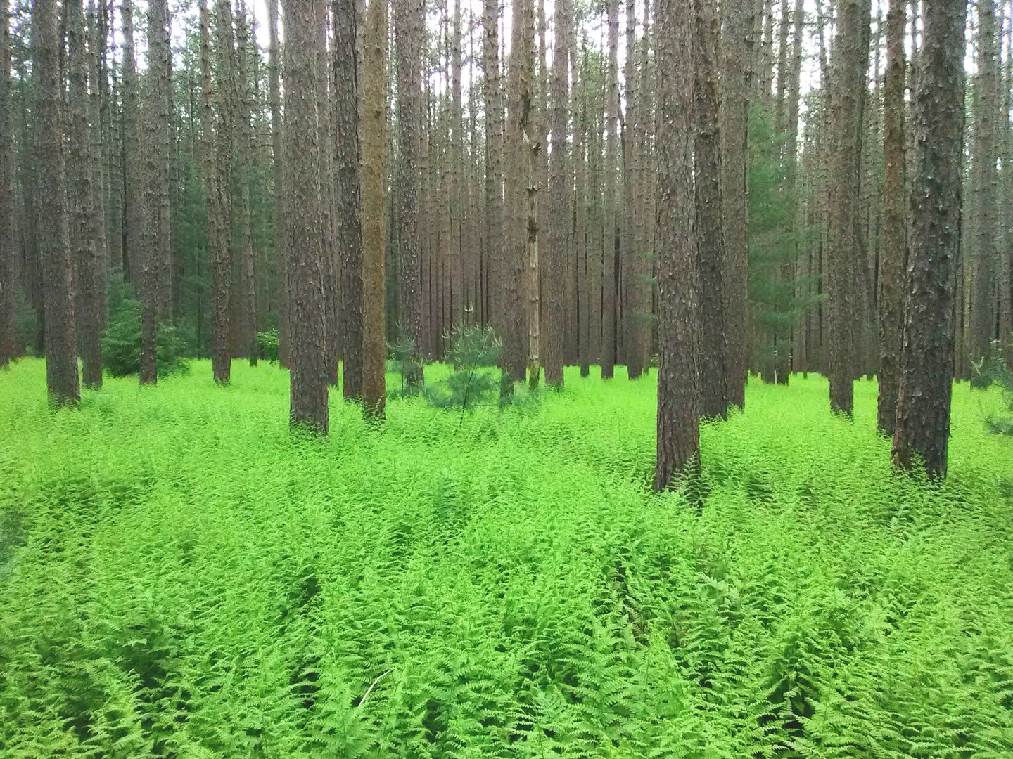 Forest With No Clear Path Forward