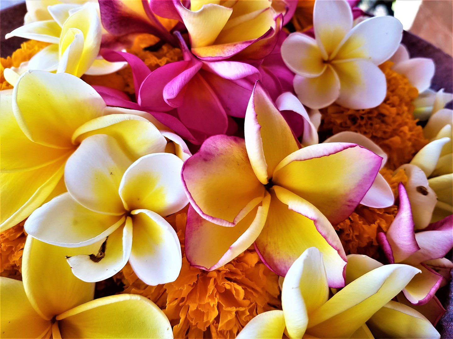 kwiaty frangipani