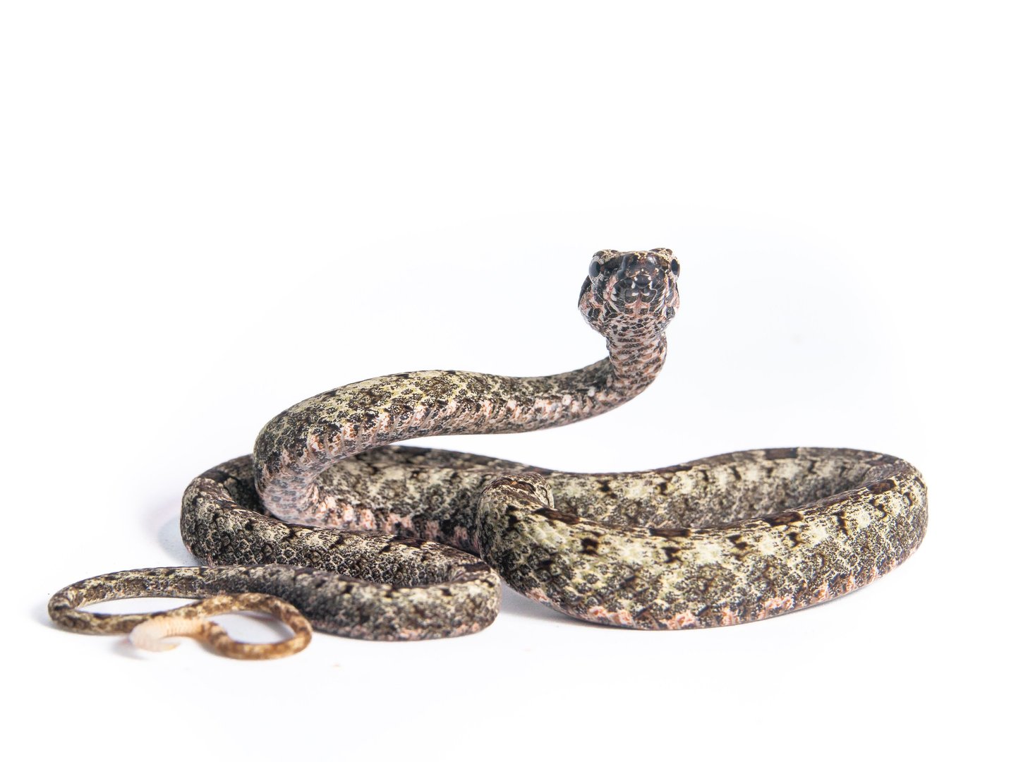 Tropidrodryas serra Ubatuba