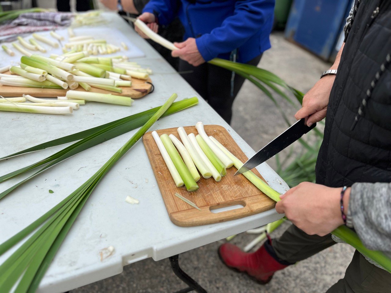 récolte de quenouilles