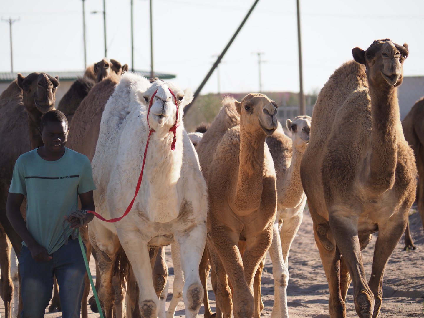 a black man herding a group of camels in Kuwait