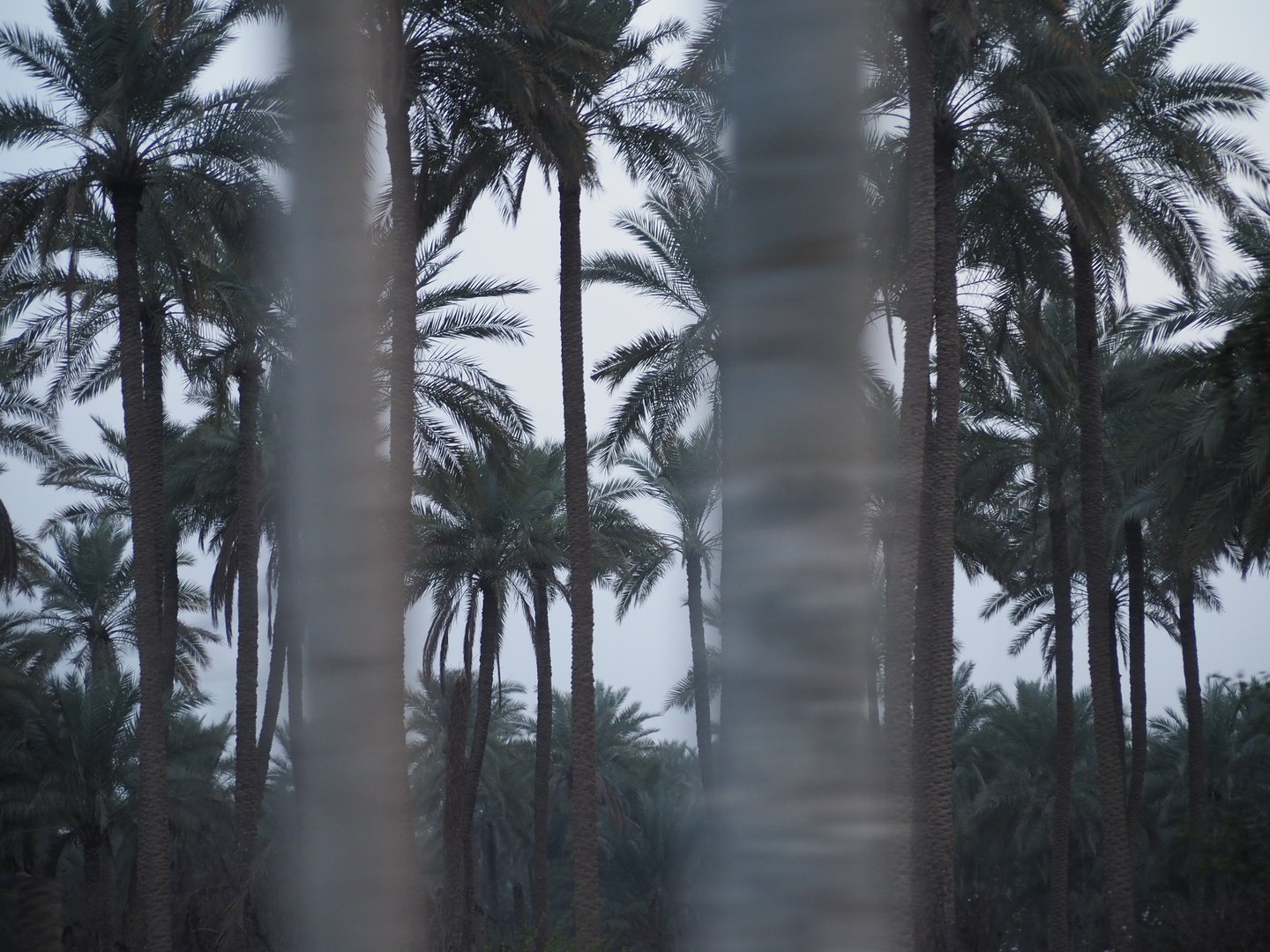 a closeup of a palm tree field in southern Iraq