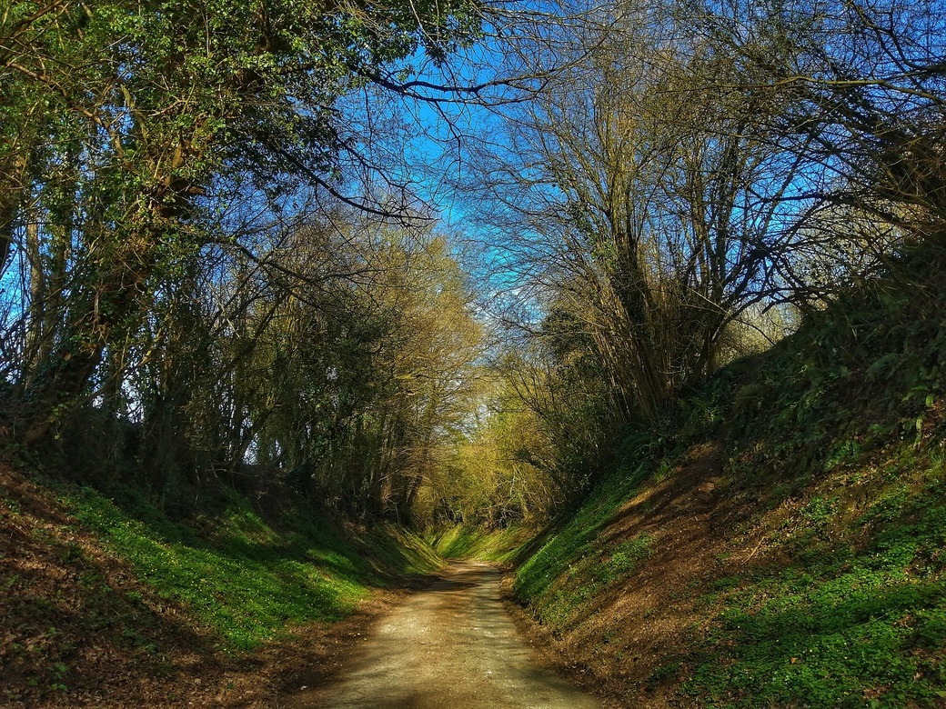 un chemin la forêt