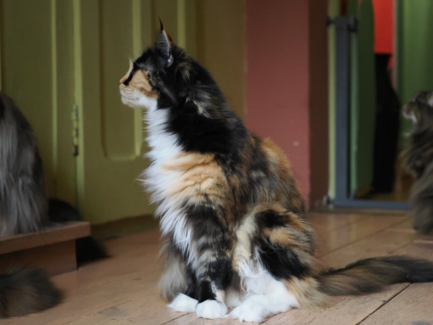 rose-fondation-maine-coon