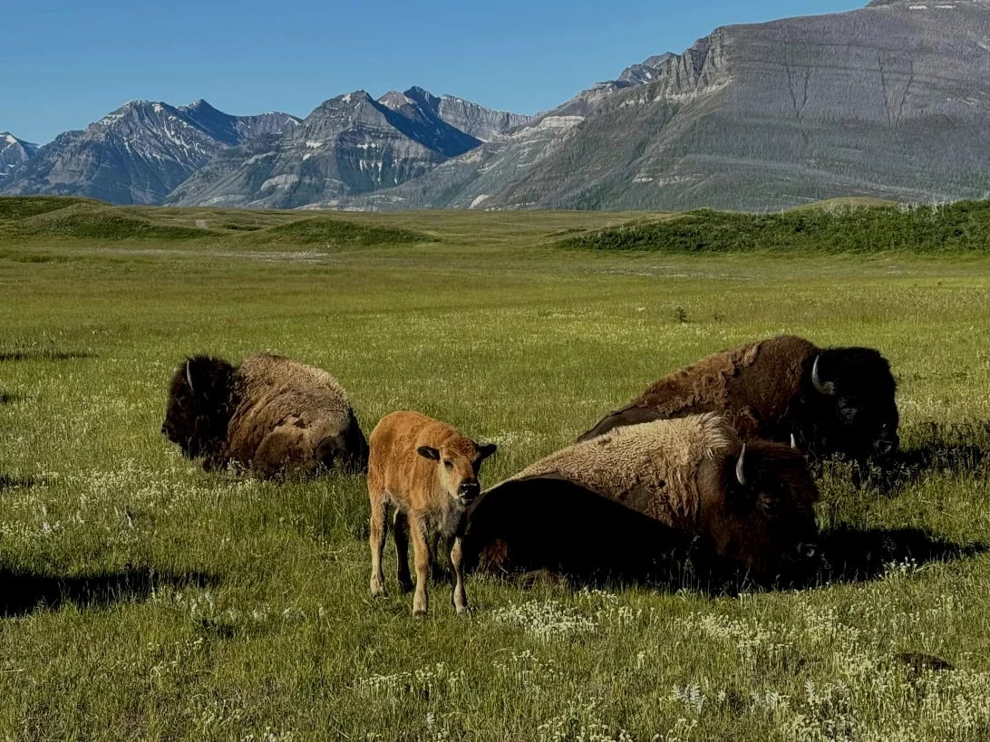 I lucked out one day and the bison were right up against the fence. They roam the paddock, which you