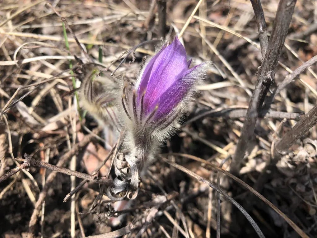 Prairie Crocus, signs of spring, waterton wildflower walk