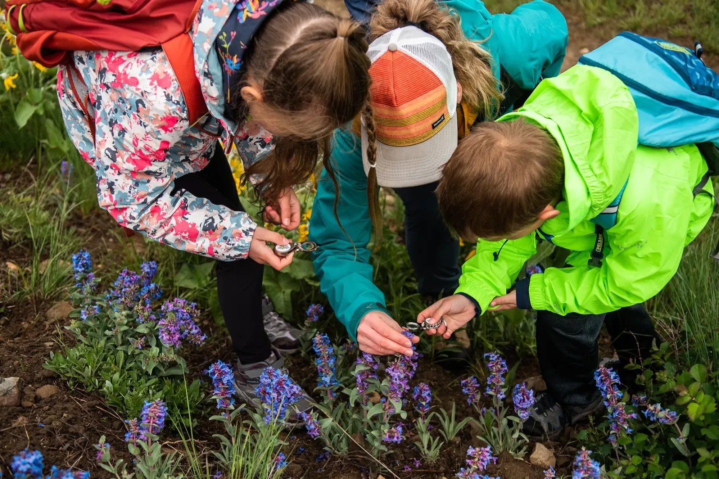 Learning about wildflowers on the Waterton Wildflower Walk.