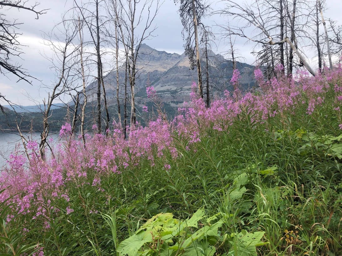 Wildflowers of Waterton. Learn how to id, botany 101