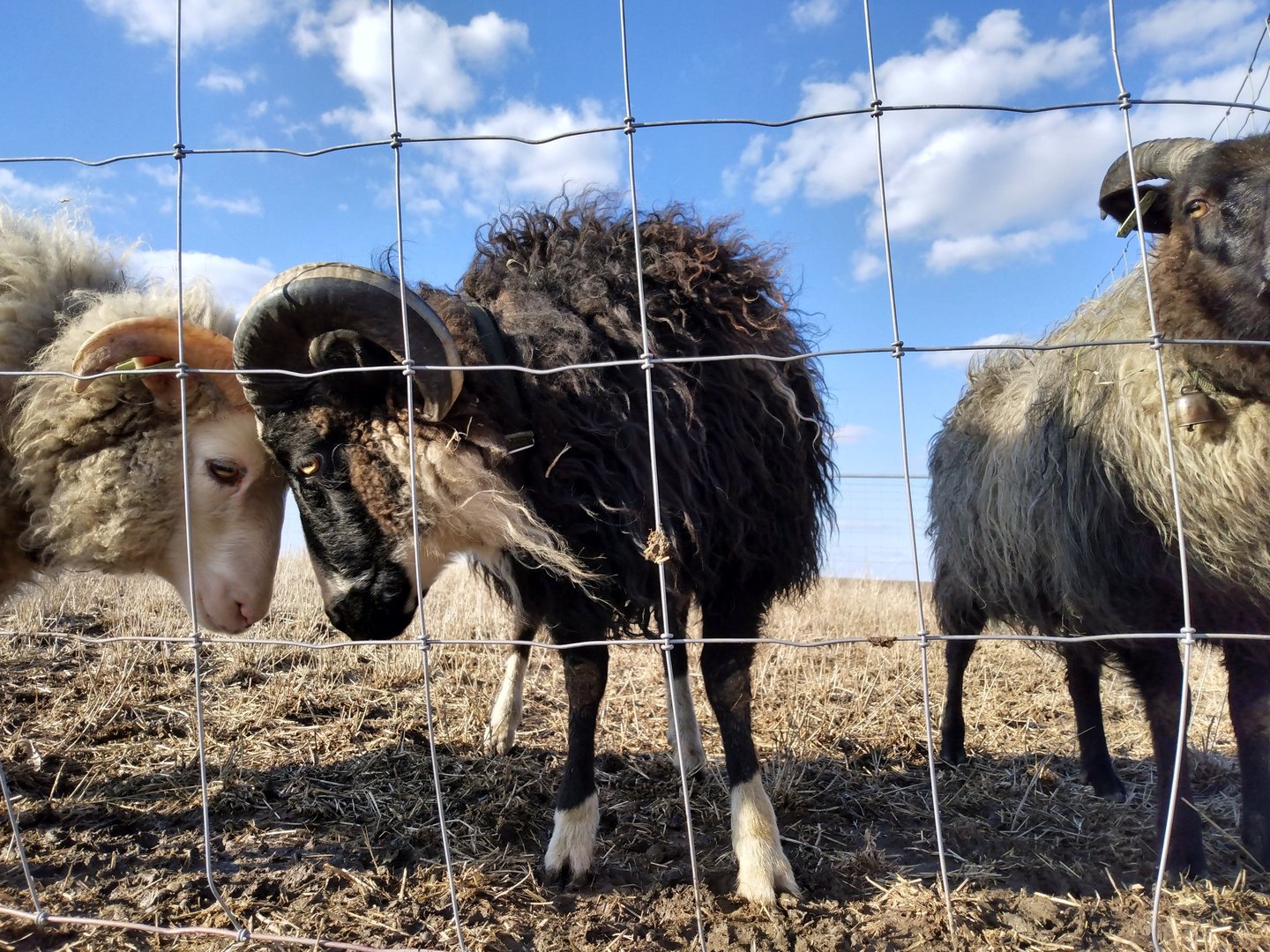 Icelandic sheep affectionately resting their heads together